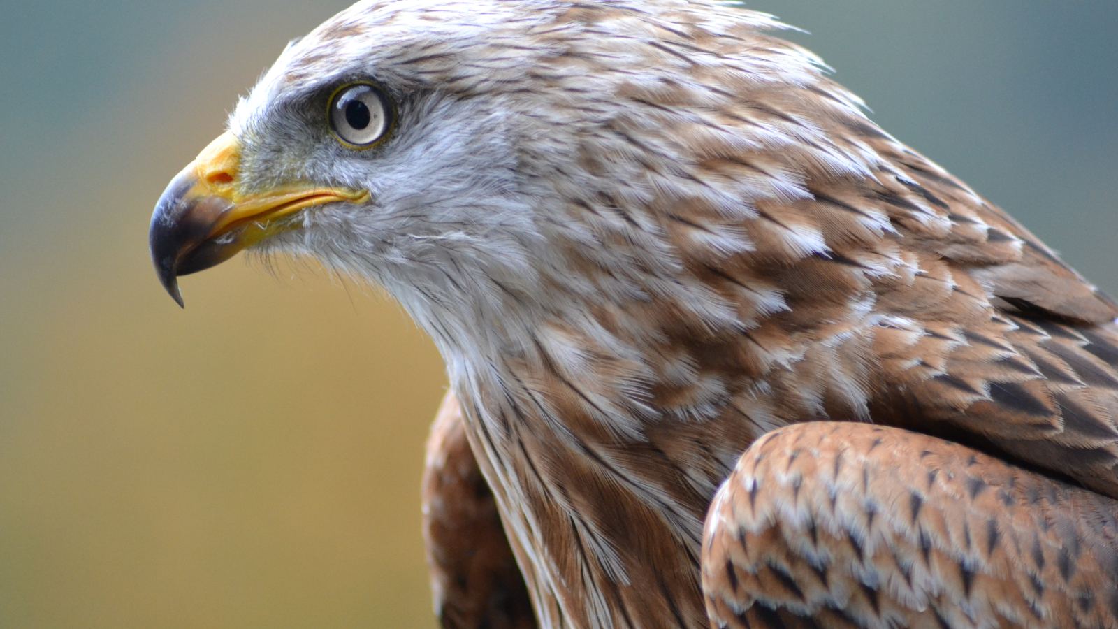 Rapaces | Galluvet Oiseaux et Volaille