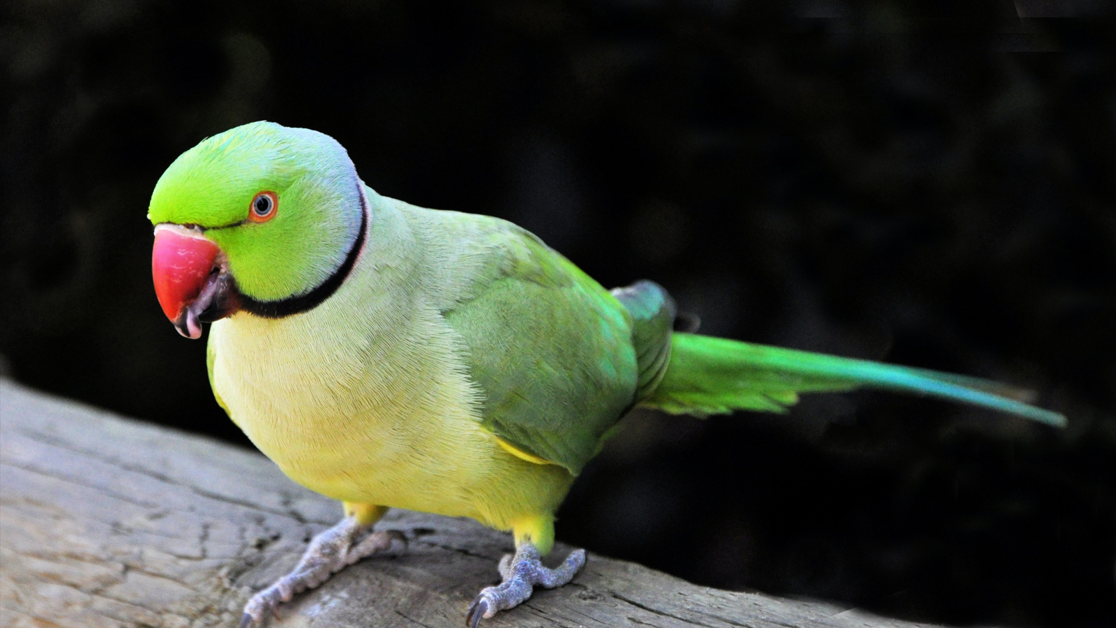 Psittaciformes | Galluvet Oiseaux Et Volaille